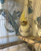 Cockatiel Bird